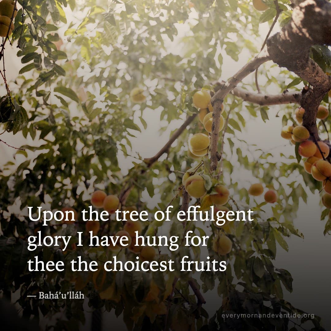 Upon the tree of effulgent glory I have hung for thee the choicest fruits — Bahá’u’lláh