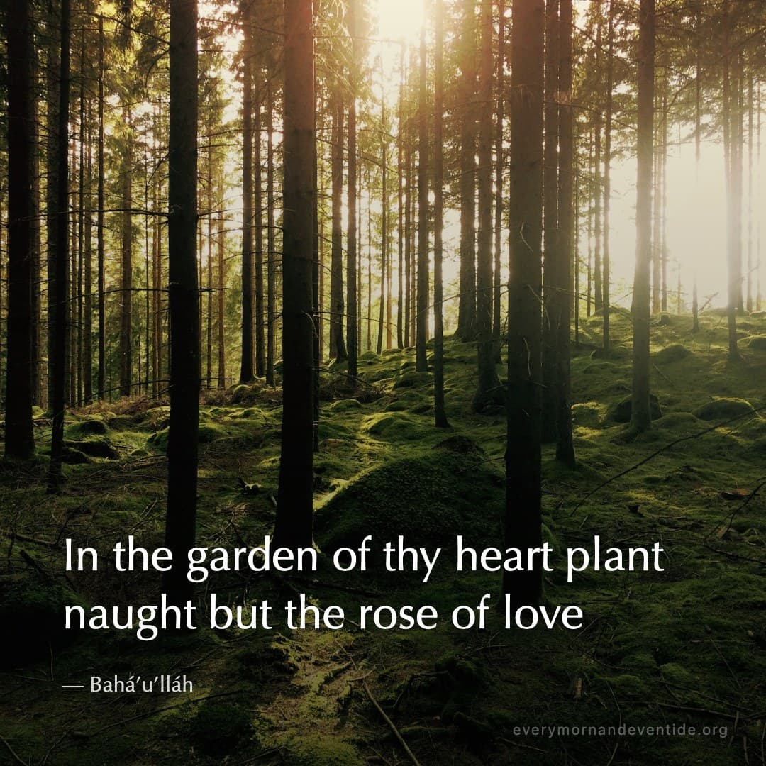 In the garden of thy heart plant naught but the rose of love — Bahá’u’lláh